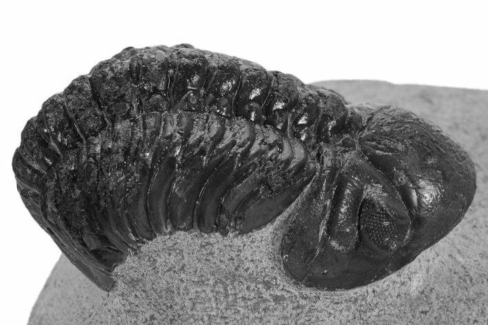 Bargain, Reedops Trilobite - Atchana, Morocco #340906